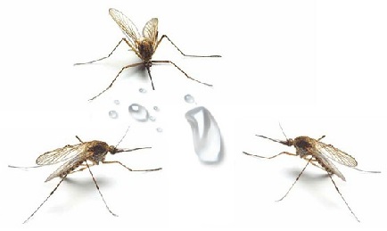 Аттрактант